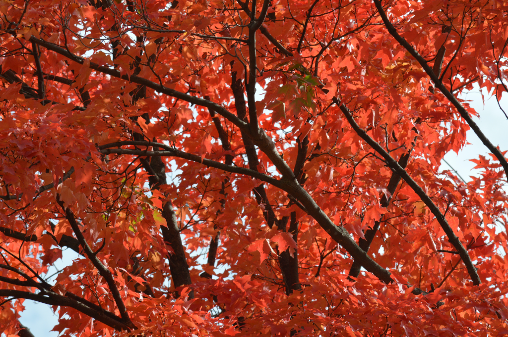 Tree & Shrub Species - ReForest London