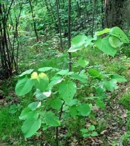 Tree of the Month: Basswood - ReForest London