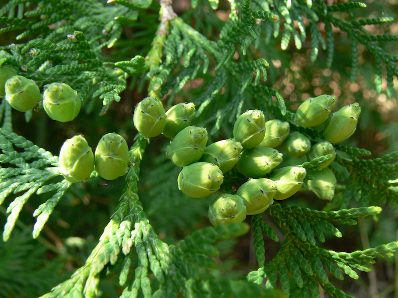 Tree Of The Month Eastern White Cedar Reforest London