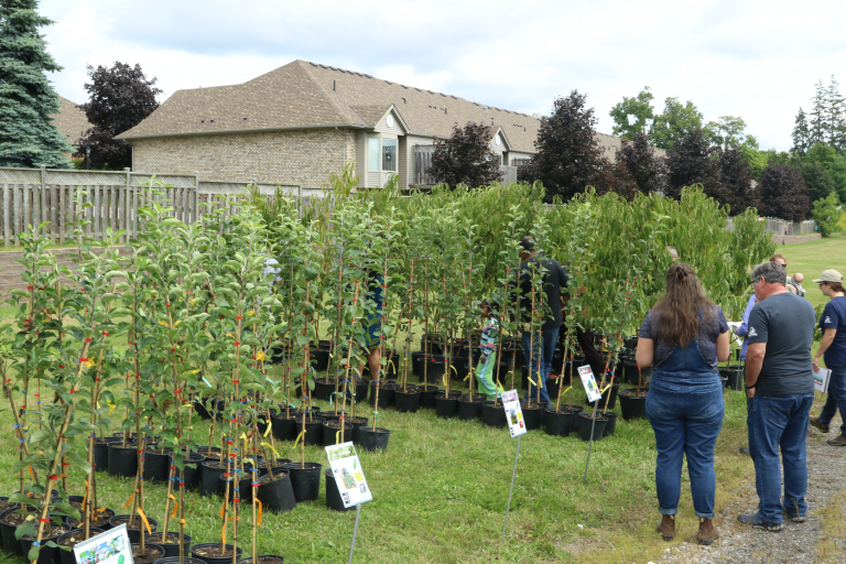 Neighbourhood Tree Giveaways ReForest London