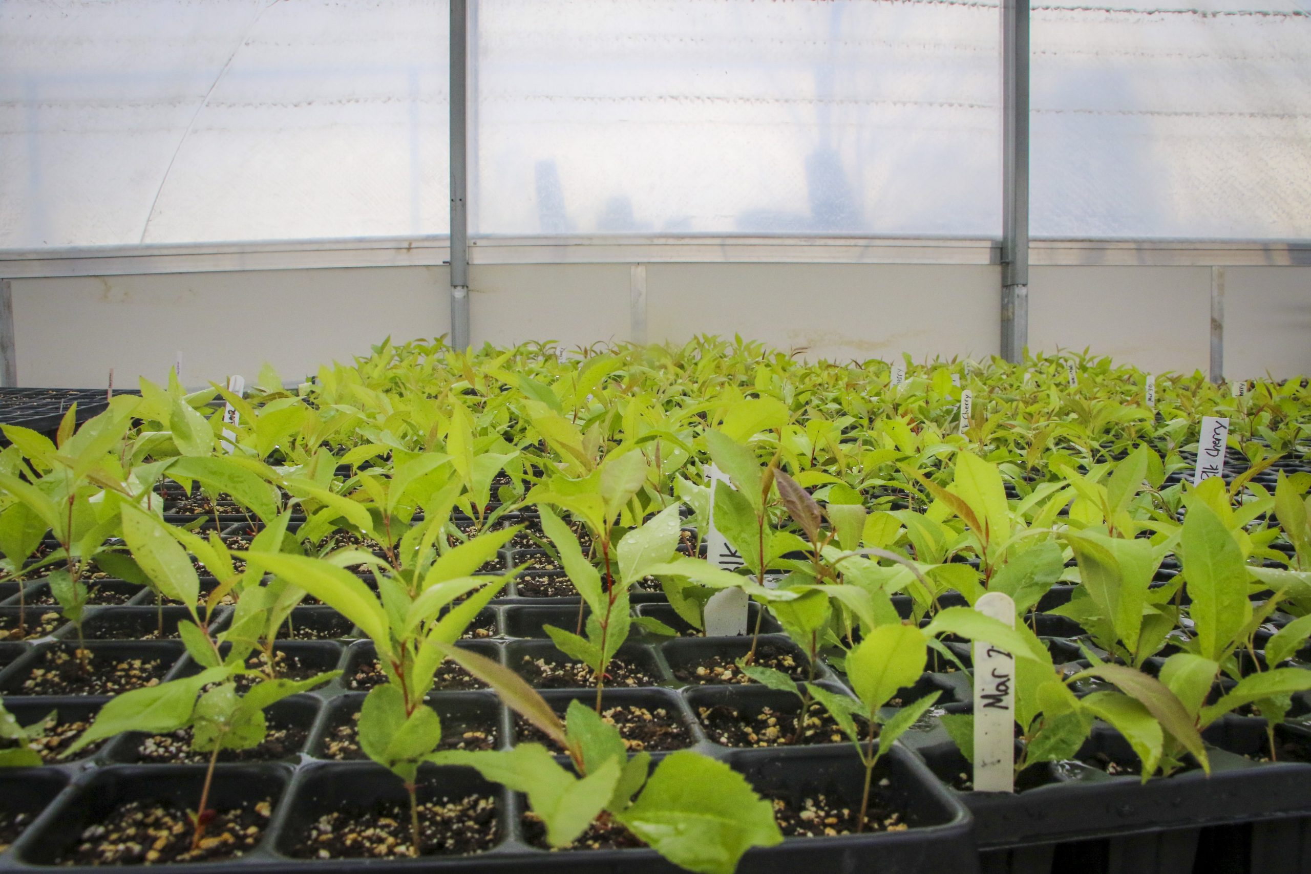 Growing Programs - ReForest London